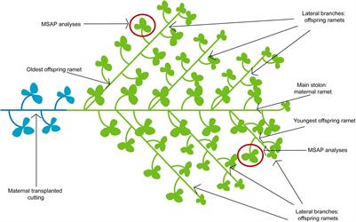 Transgenerational Effects and Epigenetic Memory in the Clonal Plant Trifolium repens